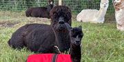 London Alpacas new babies in 2026