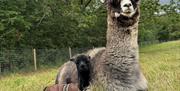 London Alpacas, new babies in 2026