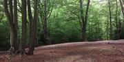 Loughton Camp Iron Age fort, showing the height and drop-off towards the south west in the direction of London.