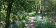 Roughtallys Wood Nature Reserve, North Weald