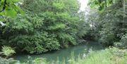 The tree-covered mound and moat at Ongar Castle