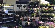 Ongar Market plant stall