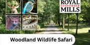 Woodland Wildlife Safari at the Royal Gunpowder Mills, Waltham Abbey.