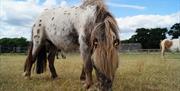 Horses at Redwings Ada Cole Horse Sanctuary, Epping