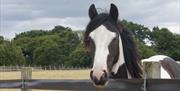 Horse at Redwings Ada Cole Horse Sanctuary, Epping