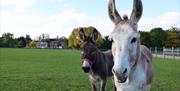 Donkeys at Redwings Ada Cole Horse Sanctuary, Epping