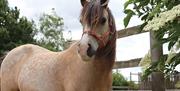 Elvis at Redwings Horse Sanctuary