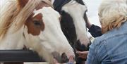 Griff and Boris at Redwings Horse Sanctuary
