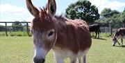 Your new friends at at Redwings Horse Sanctuary