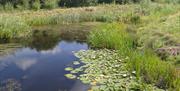The wildlife pond in Roding Valley Meadows