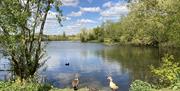 Ducks and chicks on the edge of the lake in Roding Valley Meadows