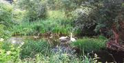Swans in Roding Meadows Nature Reserve