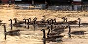 Roydon Marina in the Lee Valley is surrounded by wildlife