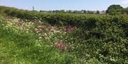 The hedgerow of Bolt Cellar Lane travelling east from Swaines Green