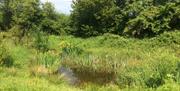 The pond at Swaines Green Wildlife Site, Epping.