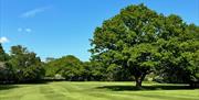Theydon Bois Golf Club fairways and old oak tree