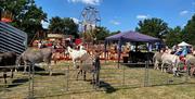 Theydon Bois Donkey Derby