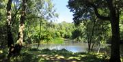 The pond in the Lower Forest, part of Epping Forest.