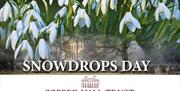 Snowdrops at Copped Hall an open day in February