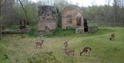 Deer grazing beside the gunpowder press at the Royal Gunpowder Mills Waltham Abbey.