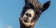 Epping Ongar Railway Lamas