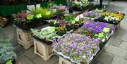 Bedding plants on sale at Epping Market.