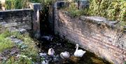 A swan and cygnets enjoy the peace and seclusion offered by a disused lock at the Royal Gunpowder Mills Waltham Abbey.