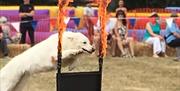 Dog Show at the Toot Hill Country Show