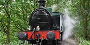 Steam train travelling through forest.