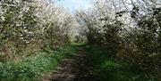 The Essex Way near Ongar.