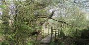 The Essex Way between Toot Hill and Ongar.