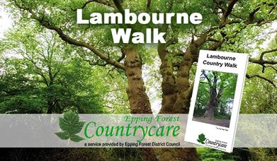 The mighty Squire's Oak can be seen on the Lambourne Walk.