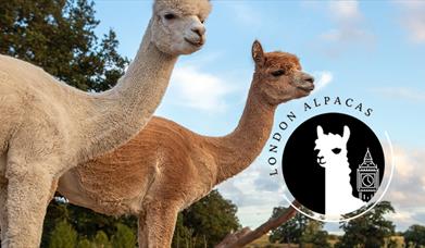 London Alpacas based in the Epping countryside a short way from Epping tube station.