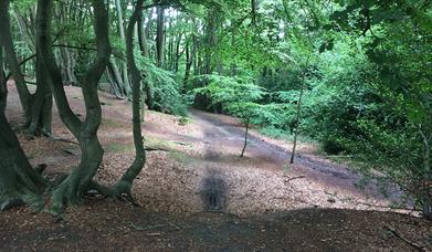 Loughton Camp, an Iron Age hill fort in Epping Forest