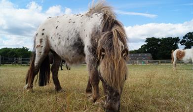 Horses at Redwings Ada Cole Horse Sanctuary, Epping