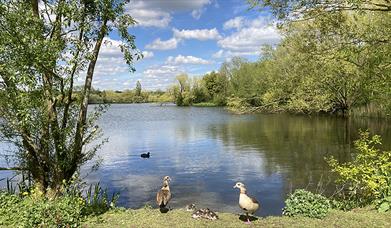 Ducks and chicks on the edge of the lake in Roding Valley Meadows