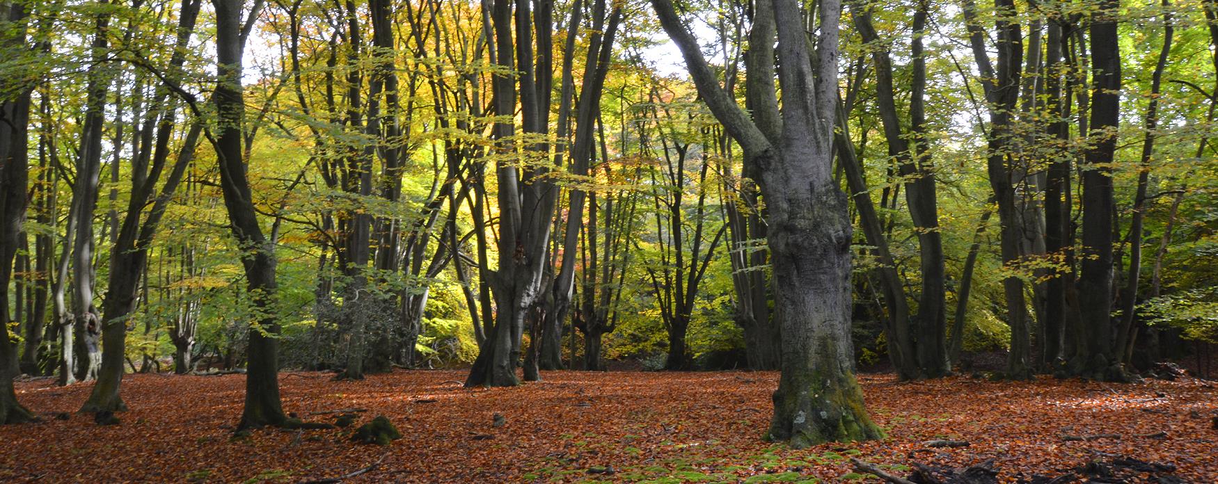 Autumn in Epping Forest near Theydon Bois