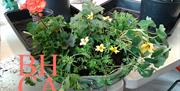 Hanging Baskets workshop, 4th May at Bedford House Community Association