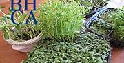 Growing Micro Greens: One Day Workshop 16th March at Bedford House Community Centre