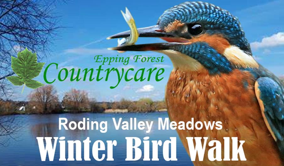 Epping Forest Countrycare Winter Bird Walk at Roding Valley Meadows.