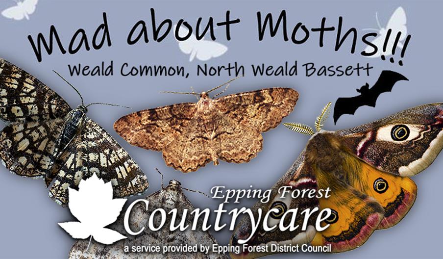 Epping Forest Countrycare Mad About Moths event at Weald Common, North Weald