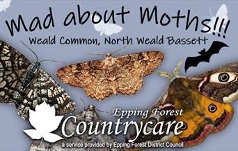 Epping Forest Countrycare Mad About Moths event at Weald Common, North Weald