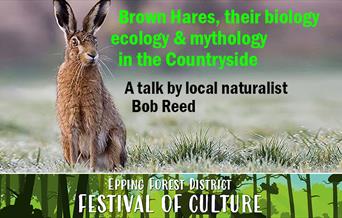 Brown Hares, their biology, ecology & mythology in the Countryside