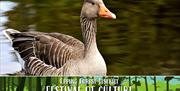 Greylag Goose