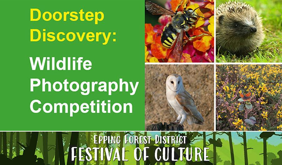 Epping Forest Wildlife Photography Competition
