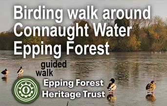 Epping Forest Heritage Trust guided walk with RSPB looking at birds in Epping Forest.