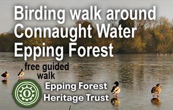 Epping Forest Heritage Trust guided walk with RSPB looking at birds in Epping Forest.