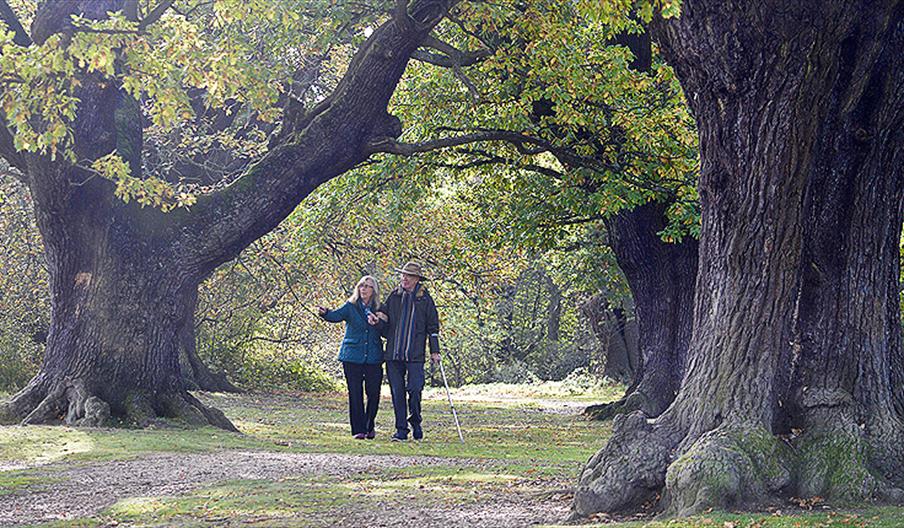 People walking amongst the ancient oaks at Barn Hoppitt, Chingford, Epping Forest