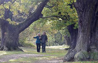 People walking amongst the ancient oaks at Barn Hoppitt, Chingford, Epping Forest