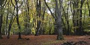 Autumn colour in the ancient woodland near Theydon Bois, Epping Forest